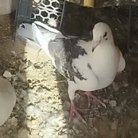 کبوتر ابلغ باخت رفته