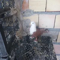 سرخ کله سفید پرشی