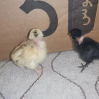 فروش جوجه محلی گردن لخت