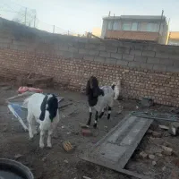 سه راس بزغاله ماده زمینه دار و یک بز پاکستانی