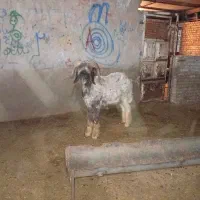 ی عدد کوه نرمیشی نمونه گوله دار شاخین تضمینی سالم