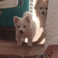 اشپیتز پامر با کبوترم معاوضه میکنم|سگ|سبزوار, قصبه غربی|دیوار