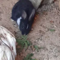 توله خرگوش|موش و خرگوش|لاران, |دیوار