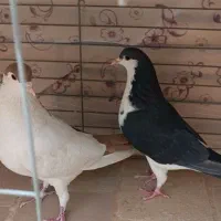 کبوتر چپ دم و راست دم|پرنده|یزد, |دیوار