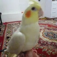 جوجه عروس لوتینو