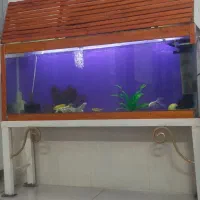 آکواریوم|ماهی|نیشابور, مازول|دیوار