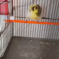 قناری نر نگرو و فری دم بلند قیافه دار|پرنده|هشتگرد, شهرک ایران خودرو|دیوار