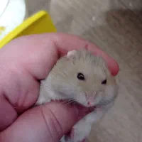 همستر به همراه چرخ و فلک و آبخوری