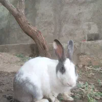 خرگوش ماده یکساله با تخفیف برای خریدار