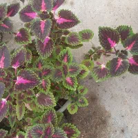 فروش گل حسن یوسف محلی|گل و گیاه طبیعی|برازجان, |دیوار