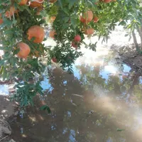 باغ و زمین کشاورزی مناسب انواع فعالیت های کشاورزی|فروش دفتر صنعتی، کشاورزی، تجاری|تهران, فردوسی|دیوار