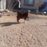 بره و بزغاله نر سربیشه|حیوانات مزرعه|بیرجند, |دیوار