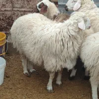 بره نر چاق.|حیوانات مزرعه|مود, |دیوار