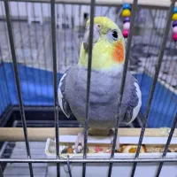 عروس هلندی نر سینامون مست