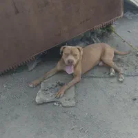 سگ ژرمن