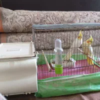 عروس هلندی|پرنده|رامشیر, |دیوار