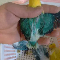 طوطی برزیلی پاربلو اوپلاین سرلاکی ۵ عدد|پرنده|اسلام‌شهر, شهرک محمدیه|دیوار