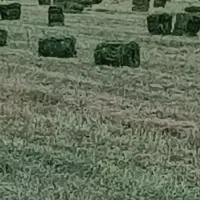 فروش یونجه خشک