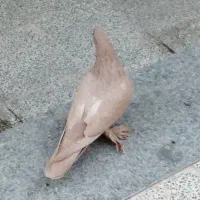 کفتر ماده زرد|پرنده|کرمان, |دیوار