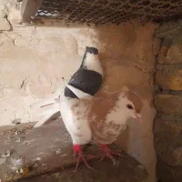 کبوتر|پرنده|گلبهار, شهر جدید گلبهار|دیوار