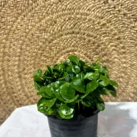 فروش سبزه نارنج