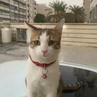 گربه گمشده|حیوانات|اهواز, کوروش|دیوار