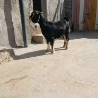 یک عدد تیشک|حیوانات مزرعه|بیرانوند, |دیوار