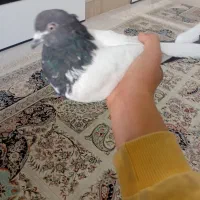 ماده پروازی زیبا