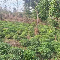 قطعهای از بهشت گیلان زمین ۱۰۰۰ متری در اطاقور|فروش زمین و ملک کلنگی|رشت, منظریه|دیوار