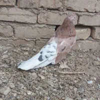 کفتر|پرنده|نهاوند, |دیوار