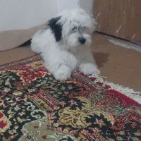 توله سگ پاکوتاه شیتزو