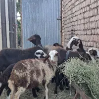 میش دوقول