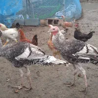 بغلمون و غاز و غو غاز|حیوانات مزرعه|رشت, آتشگاه|دیوار