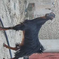 بز فروشی|حیوانات مزرعه|سراوان, |دیوار