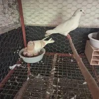کبوتر با جوجه