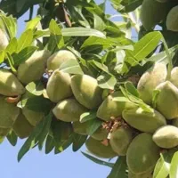 فروش باغ بادام۱۰۰۰۰ متر|فروش زمین و ملک کلنگی|انزل, |دیوار