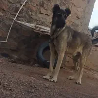 سگ سرابی|سگ|بستان آباد, |دیوار