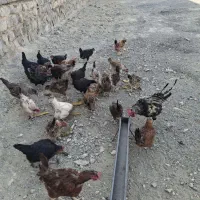 مرغ وخروس کردی