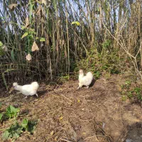 ابریشمی|حیوانات مزرعه|رودبنه, |دیوار