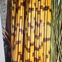 چوب بامبو....