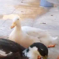 دوعدد اردک تخم گذار