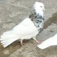 نر الماسی تک وسفیدنر و ماده شکلاتی|پرنده|کوهدشت, |دیوار