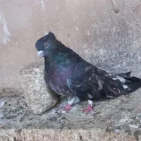 سرورآتشی|پرنده|قم, نیروگاه|دیوار