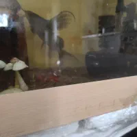 یک عدد ماهی کت وارونه|ماهی|رشت, حومه رشت|دیوار