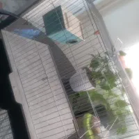 یک جفت مرغ عشق زیبا|پرنده|صدرا-فارس, فاز ۱|دیوار