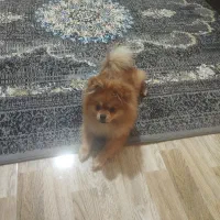 پامرانین خرسی ماده|سگ|شهریار, شهرک بهاران (ویره)|دیوار