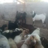 تعدادی بره نر وماده و کهر ه نر