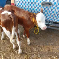 فروش بهترین نژادهای گوساله اصیل