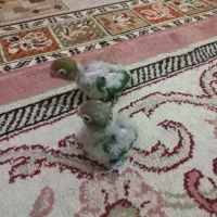 کوتوله سرلاکی|پرنده|مشهد, هدایت|دیوار