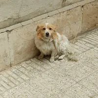 سگ اشمیز آروم ساکت معاوضه با پرنده